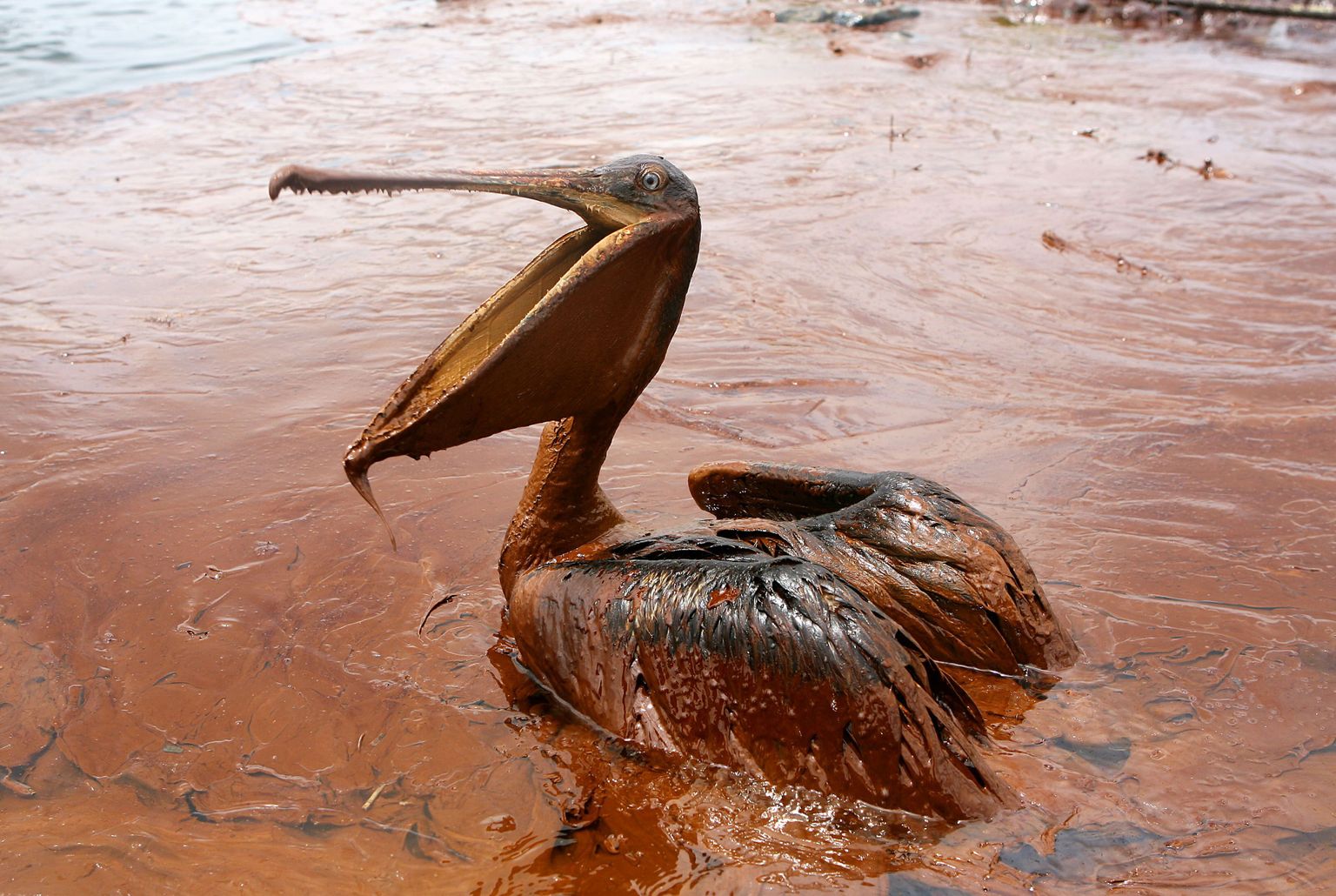 See pruunpelikan – Louisana vapilind – üritas laupäeval osariigi saastunud vetes tulutult naftakihist vabaneda.
