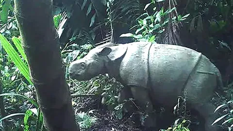 Vaata videot ⟩ Indoneesias nähti üliharuldase Jaava ninasarviku poega