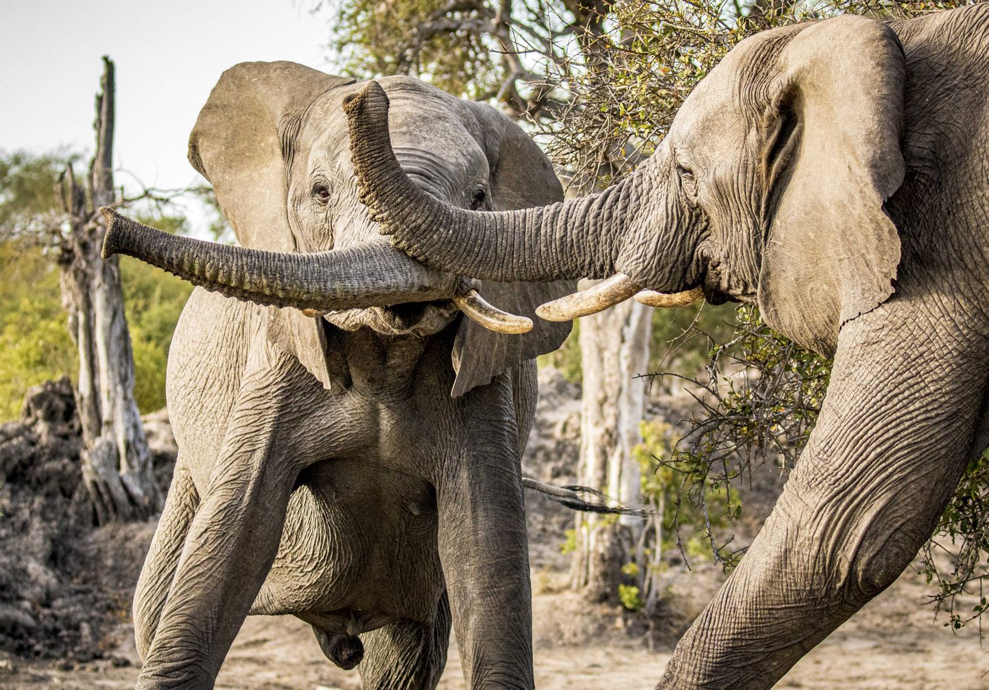 Aafrika elevant suudab londiga vett imeda sama kiiresti kui tornaado.