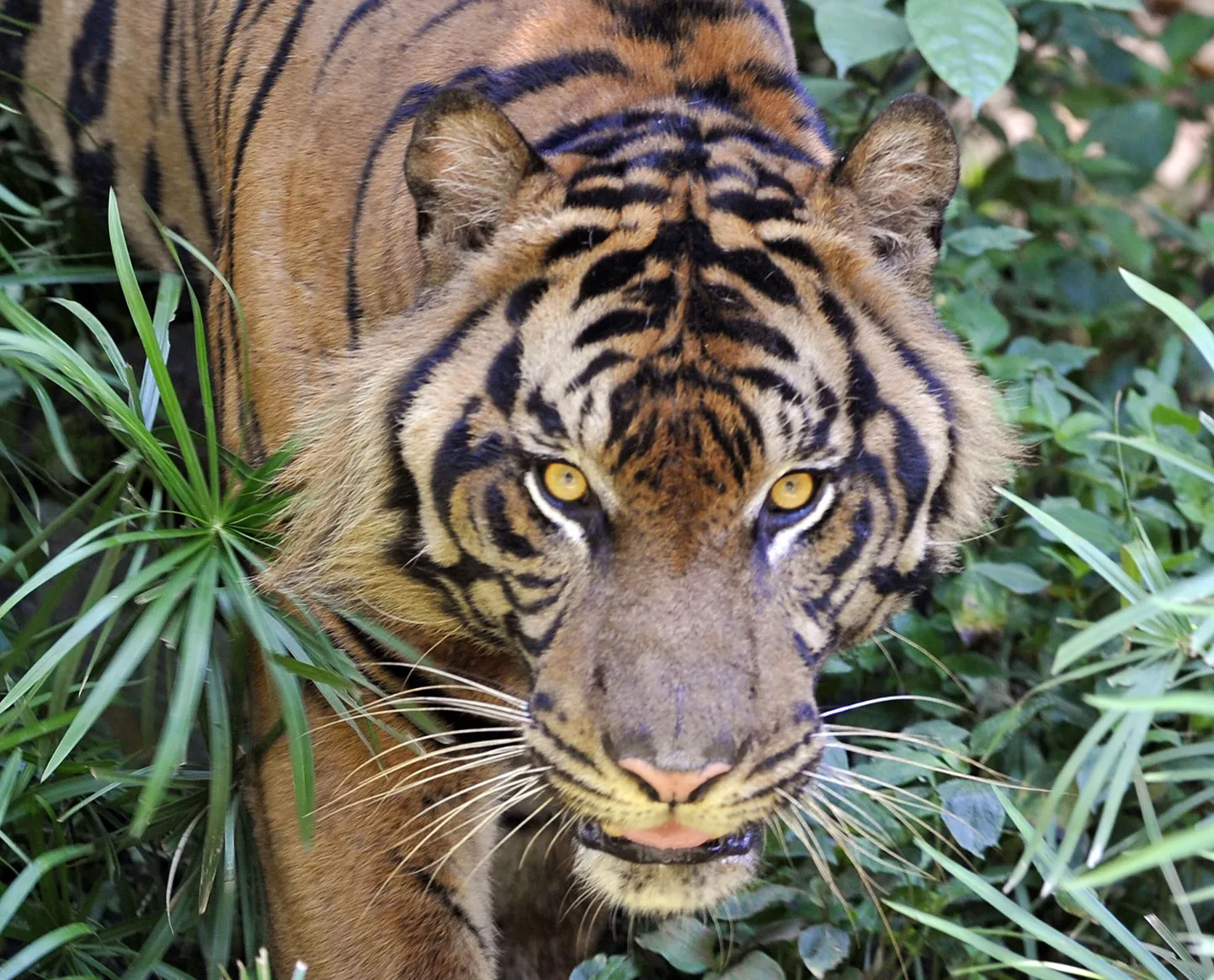Sumatra tiiger