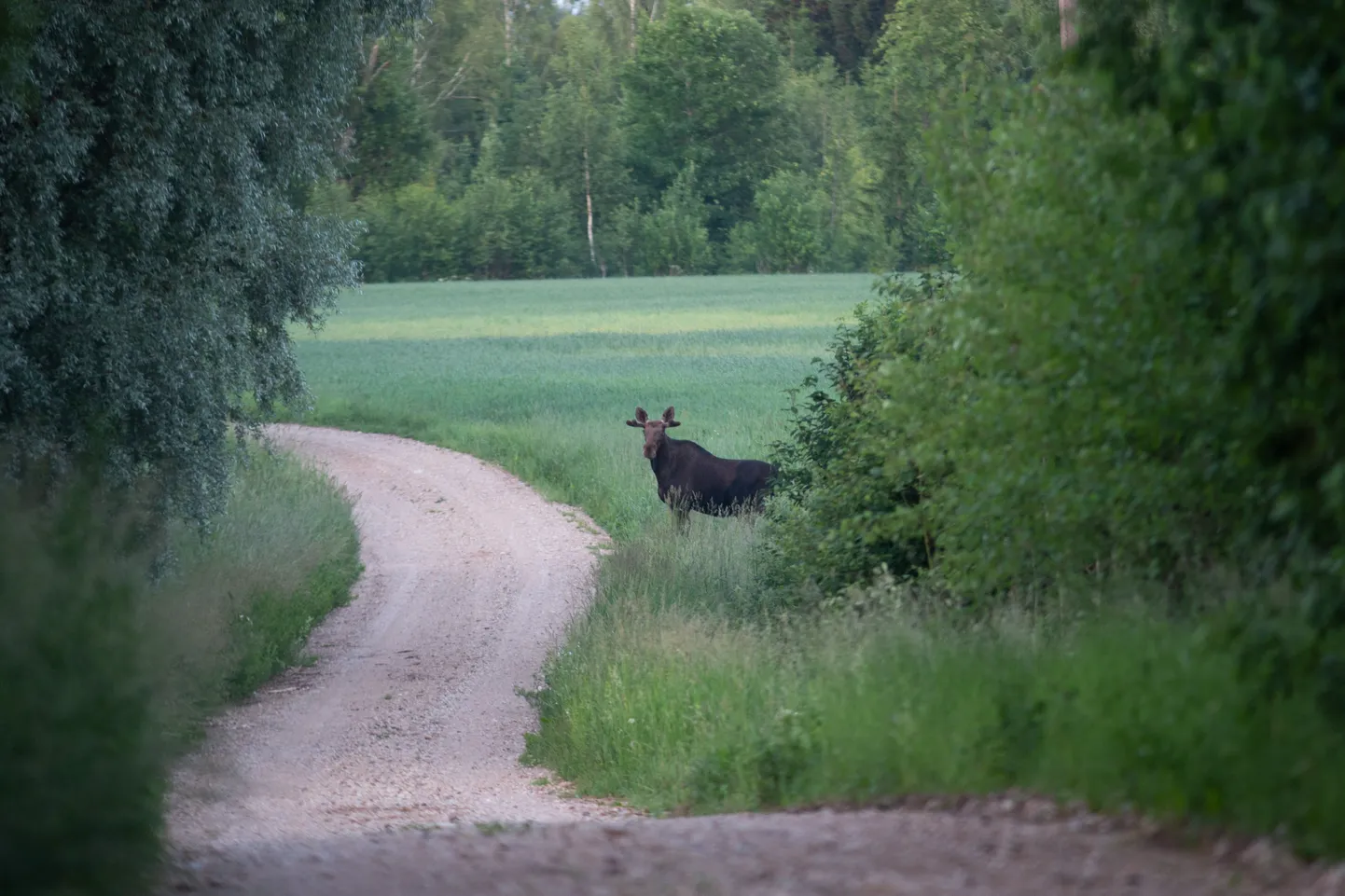 Põder.