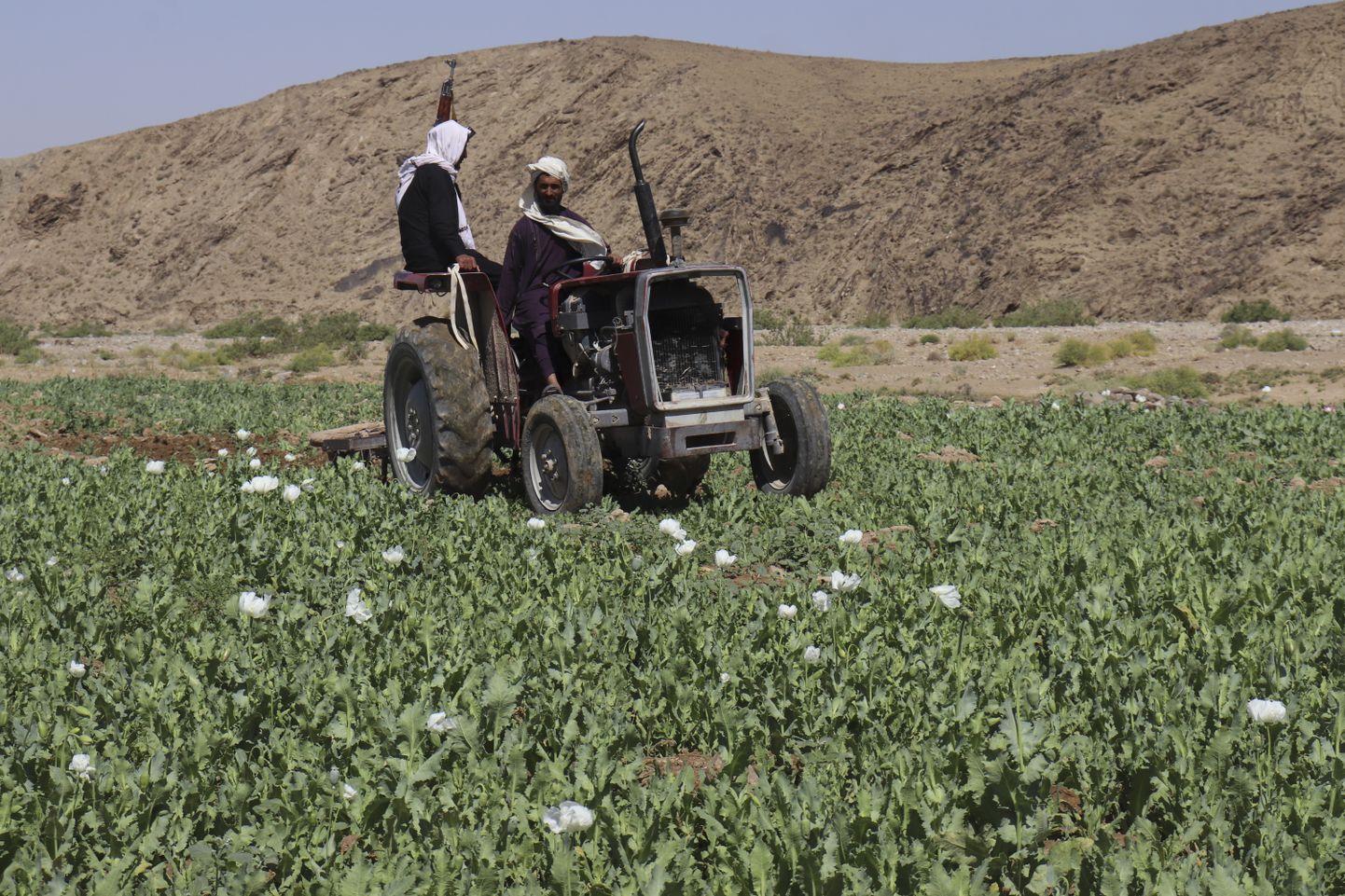 Опиумные поля в Афганистане. Иллюстративное фото.