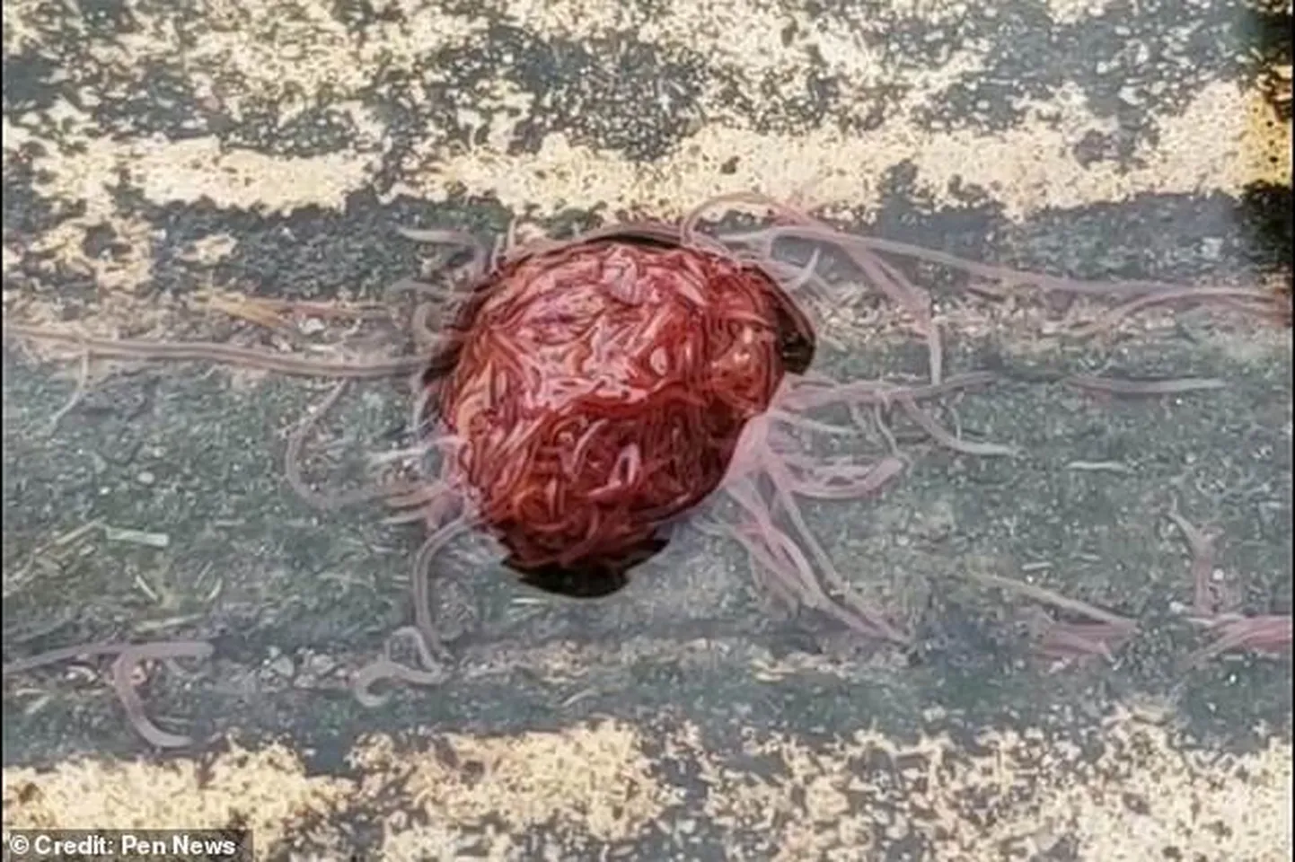 Harilikest mudatuppedest moodustunud «kera»