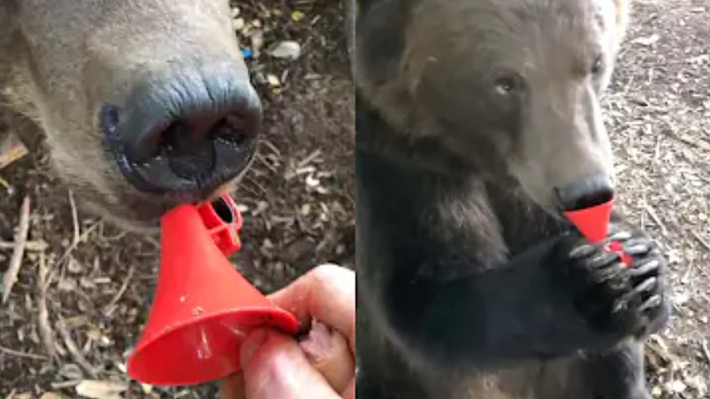 Karu, kes õpib trompetit mängima.