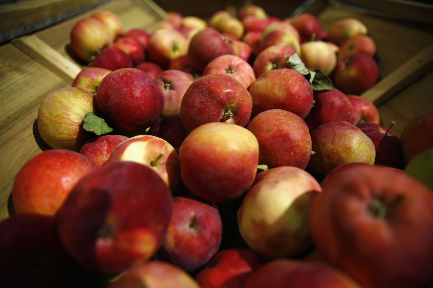 Poola on hädas õuntega, mida pole kellelegi müüa. Üks Warssawi restoran jagab näiteks õunu tasuta, soovitades linnaelanikel neid süüa, et toetada Poola talunikke.