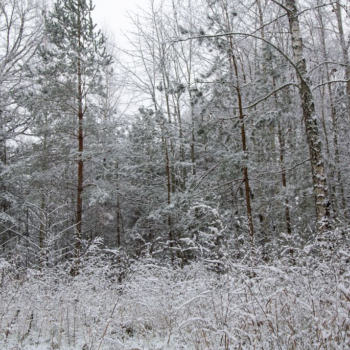 alarm Berri Melbourne Pirmo reizi šoziem sniega segas biezums vietām Latvijā sasniedzis 10  centimetru - Sabiedrība un politika - Ziņas - Apollo.lv