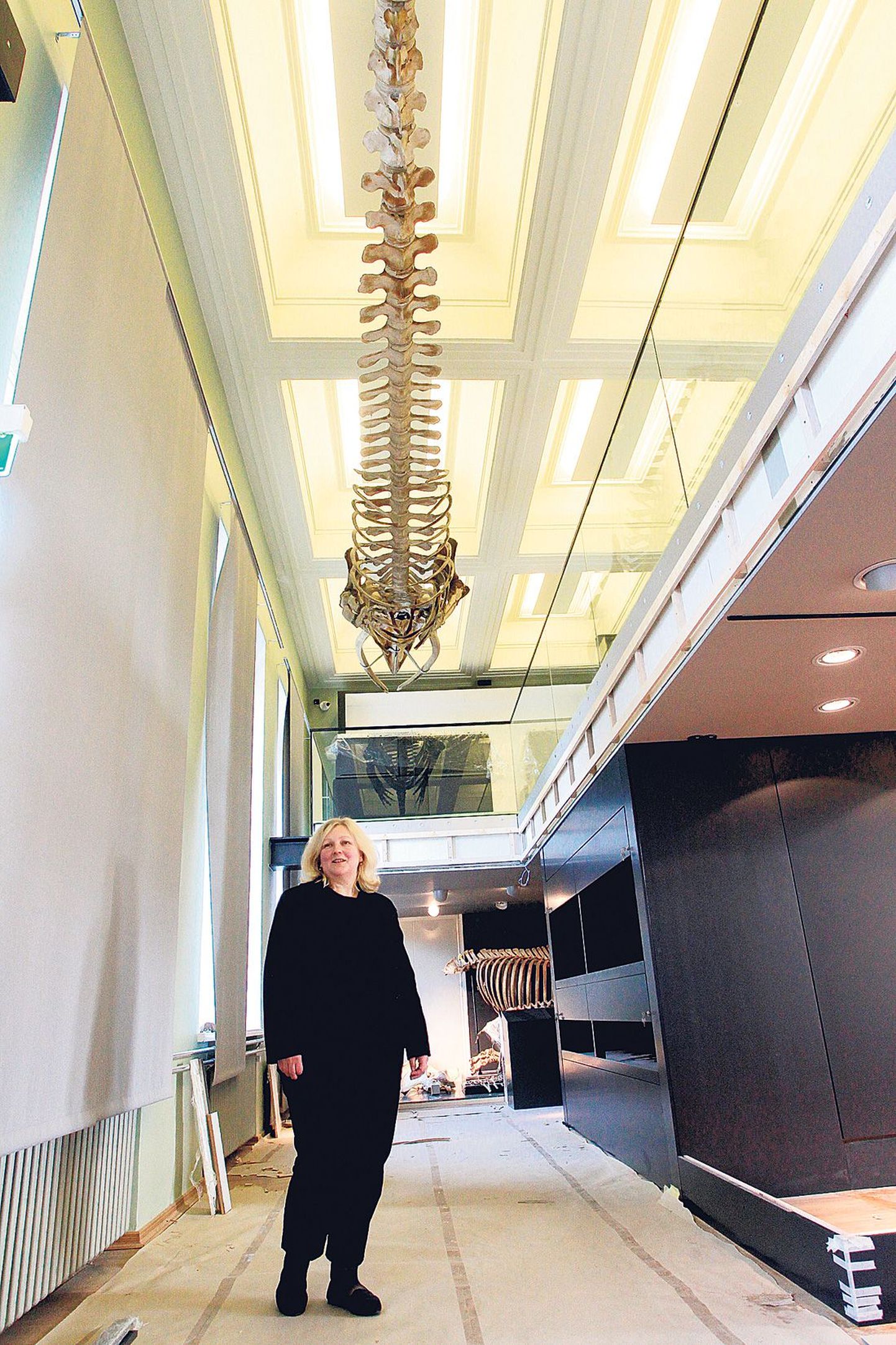 Tartu ülikooli loodusmuuseumi ekspositsiooni üks aukartustäratavamaid eksponaate on vaala luustik (ripub laes). Põrandal seisab muuseumi direktori asetäitja Reet Mägi.