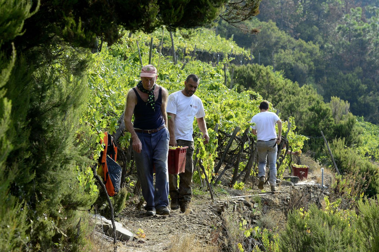 Viinamarjakoristus Itaalias.