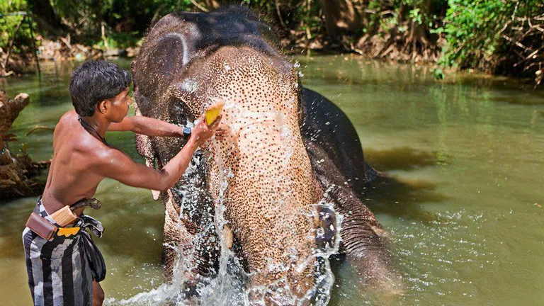 Махаут скребет слона.