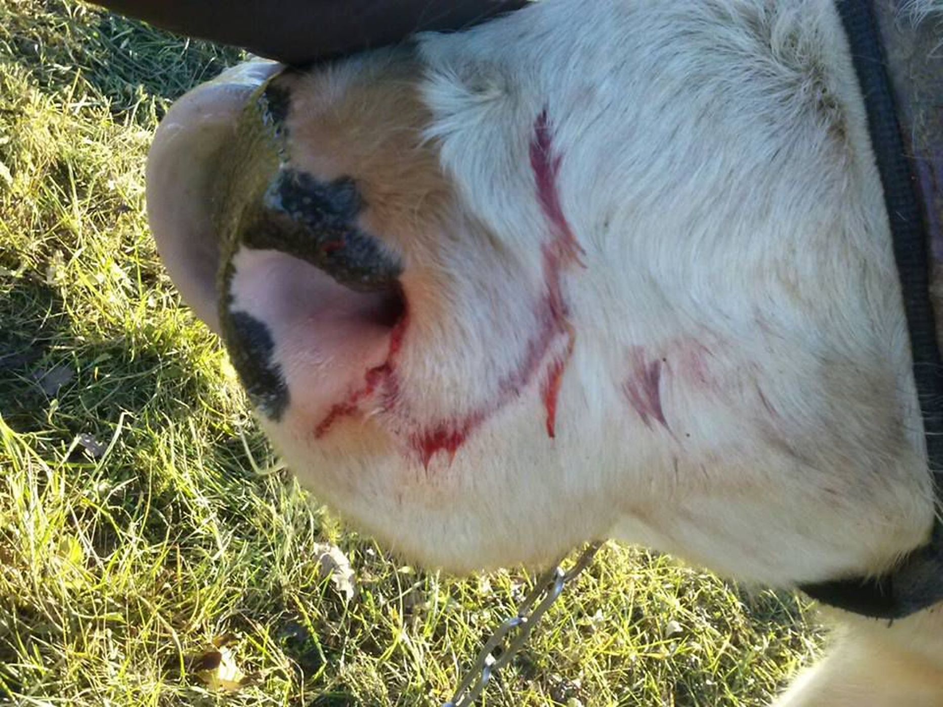 Viimsis ründas lehmi tundmatu omaniku koer.