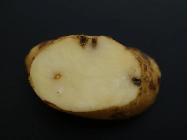 Traatuss on kartulikasvatajale tülikas: kui uss on sügavale kartulisse pugenud, ei pruugi mugulast koorides palju järele jääda.