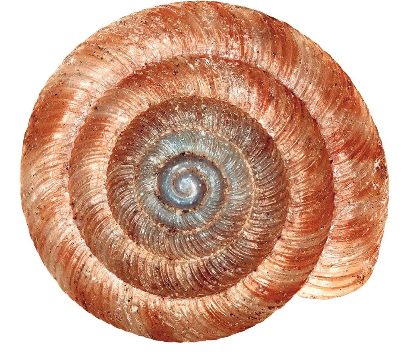 Kirju ketastigu (Discus rotundatus).