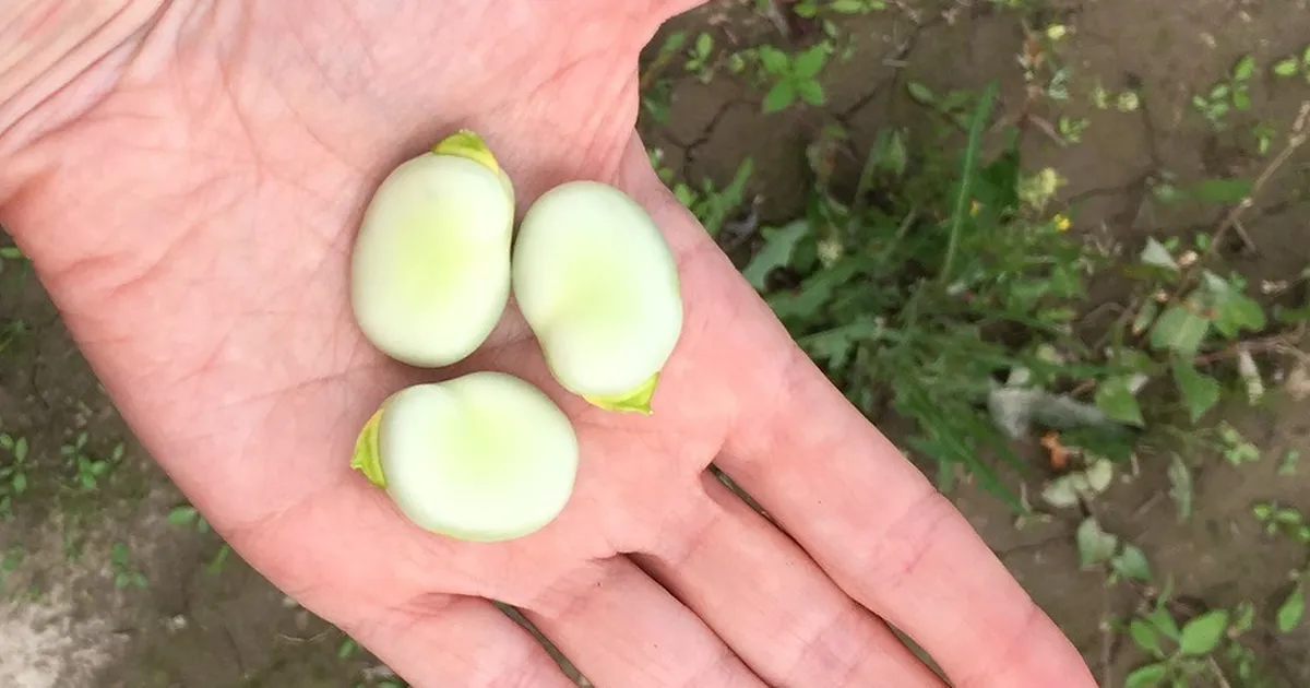 Researchers say local field beans could replace expensive imported soy in Estonia