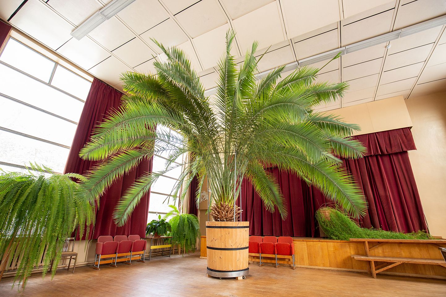 AS Taristoni saalis kasvab Järvamaa vanim palm, mil on vanust 95 aastat. Just selle palmi all kohtuvad asutuse endised ja praegused töötajat, et maha pidada üks ühine piknik.