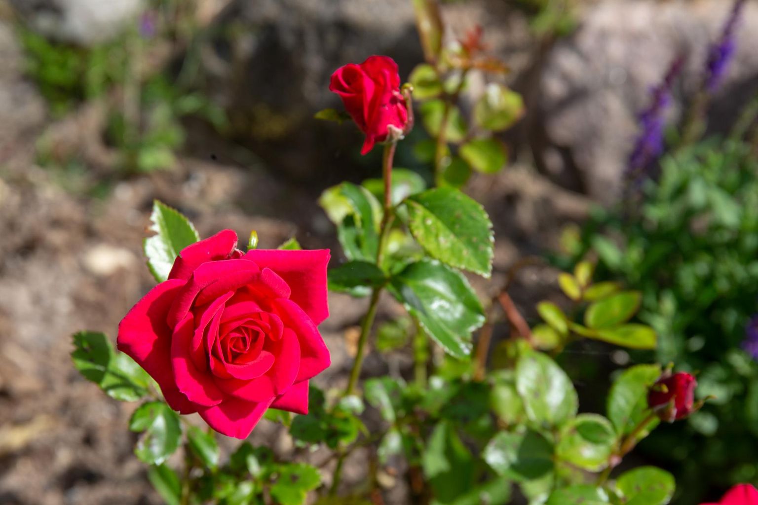 Põltsamaa roosiaias on erinevaid sorti roose üle 200.