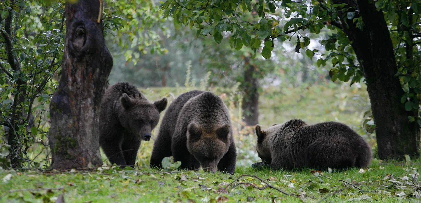 Karusid kohtab meie metsades järjest sagedamini.