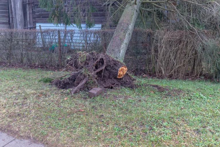 Kaalu tänaval kukkus tormiga puu maja peale.