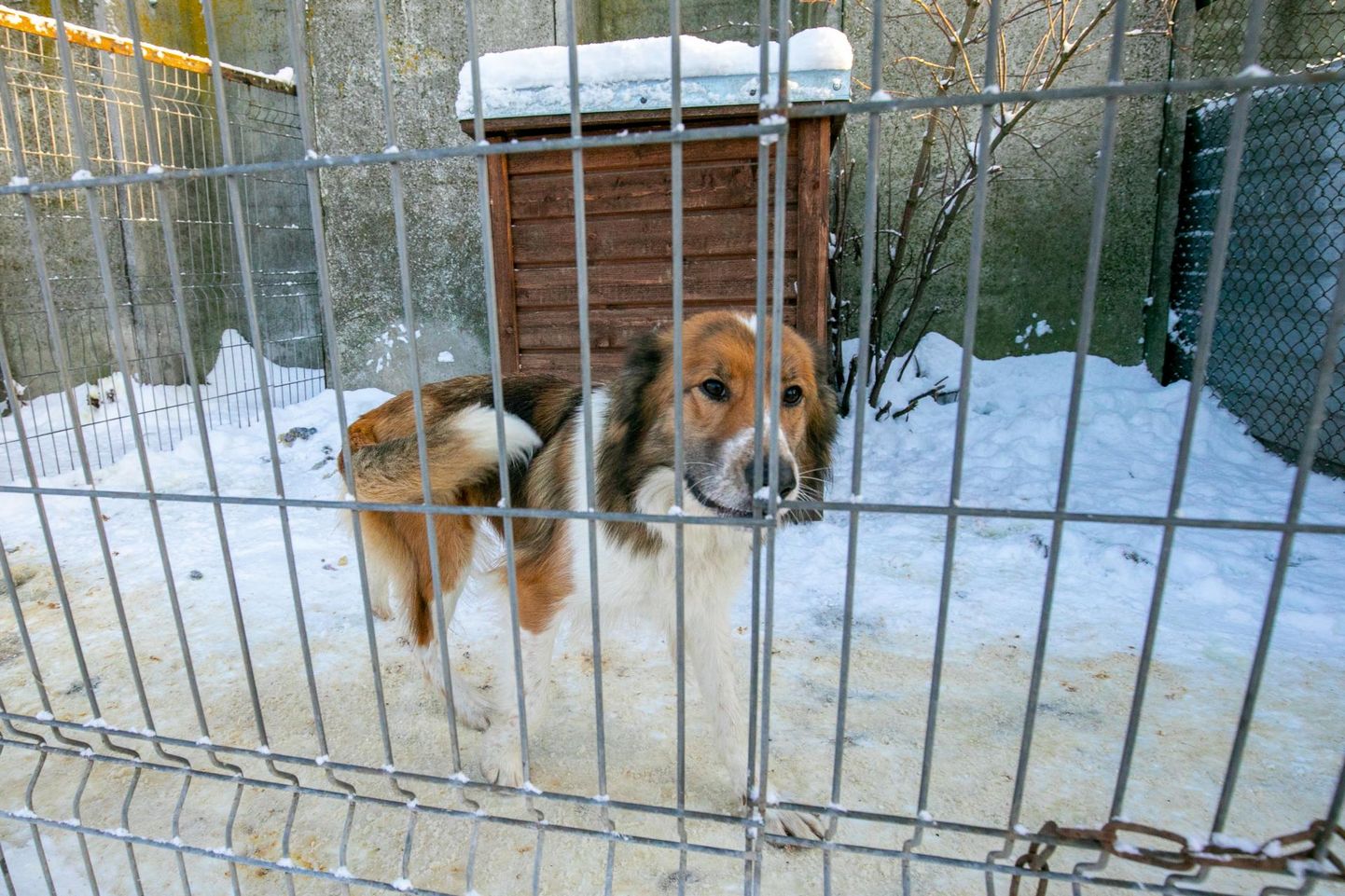 Novembris, kui varjupaikades oli rõhk sellele, et kodu leiaksid koerad, kes on vanemad kui viis aastat, leidis Virumaal kodu üks loom. Foto on illustratiivne.