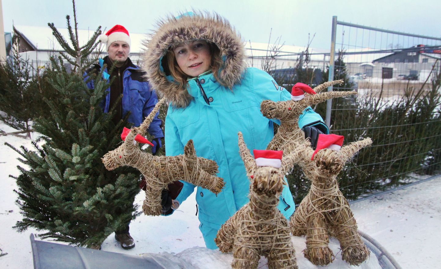 Sel aastal pole jõulupuude müügi ajaks lund veel maha sadanud. Pildil Härma kaubahoovi üle-eelmise aasta kuuseturg, kust tänavugi pakutakse lisaks kuuskedele ja nulgudele ja jõulusokkusid.