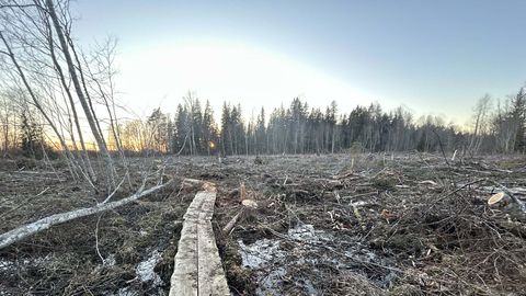 Kirik tegi raha saamiseks kooli matkarajal lageraie