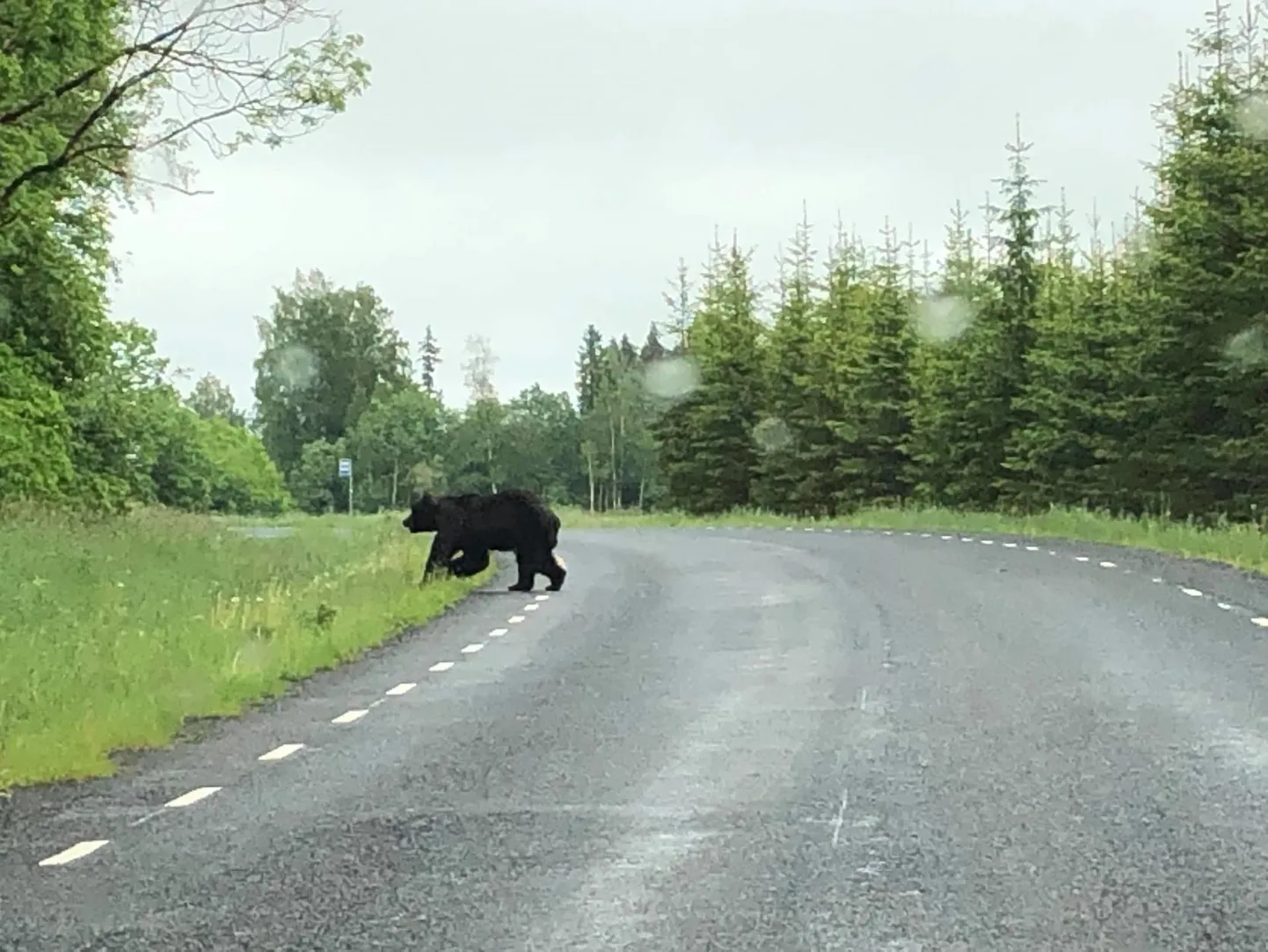 Reede pärastlõunal sai Viljandimaal Heimtali kandis näha teed ületavat karu.