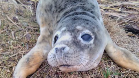 Таких цифр не видели давно: в Эстонии насчитали более 6000 серых тюленей