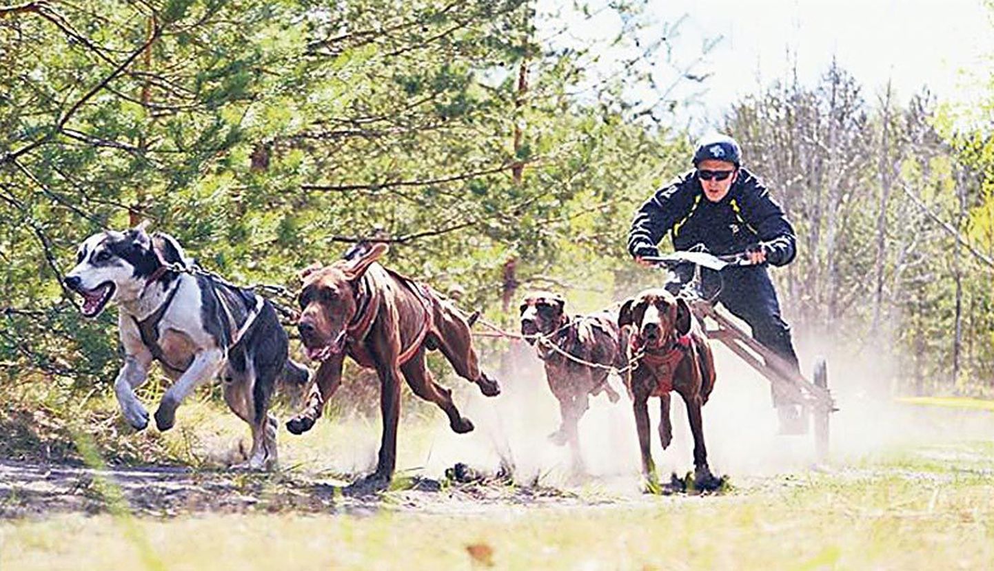 Lauri Reppo käib koerarakendispordi võistlustel nii käru kui kelku vedavate koertega, MMil võisteldakse kelgurakenditega.