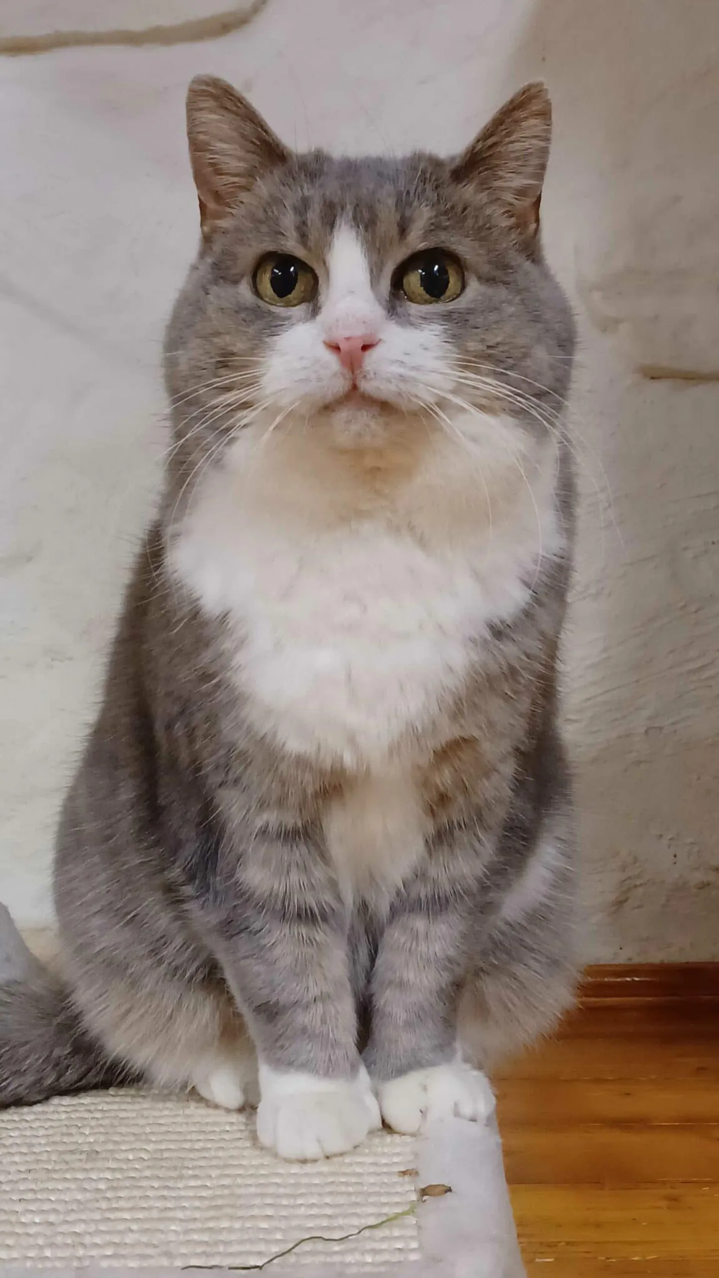 Nöbinina