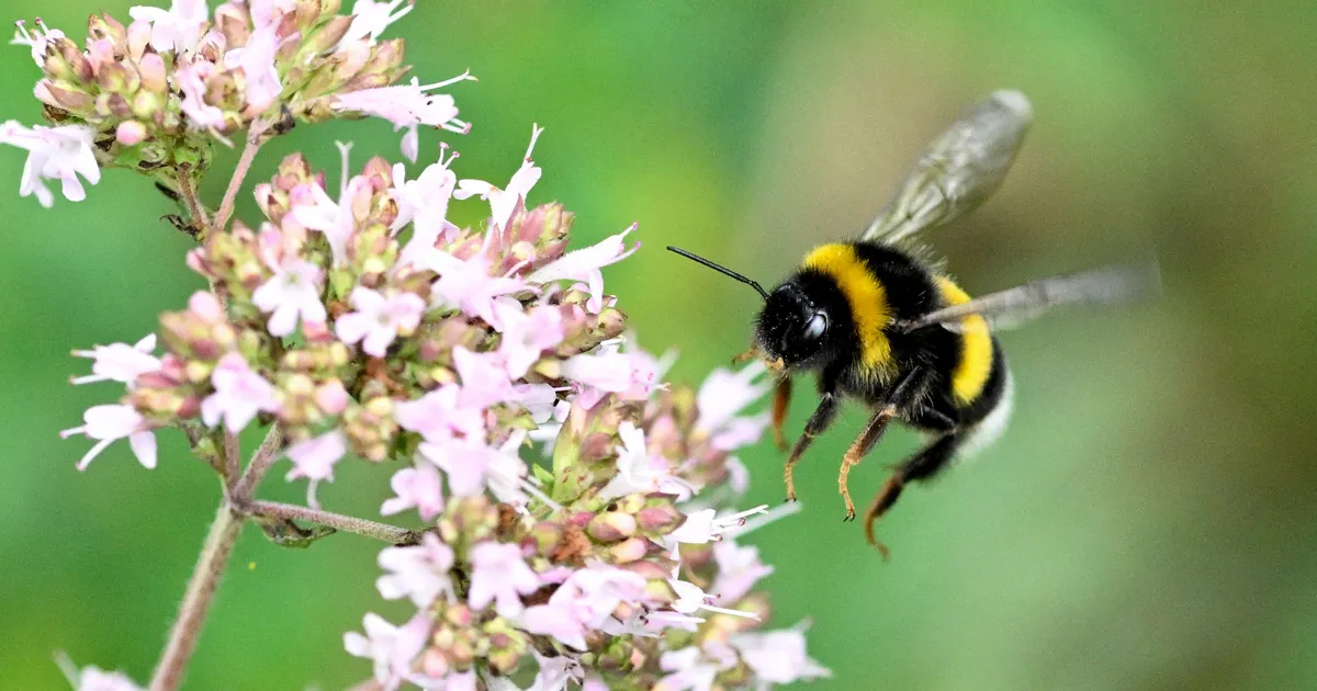 Bondarii surprind din nou, cooperarea lor oferind oamenilor o perspectivă