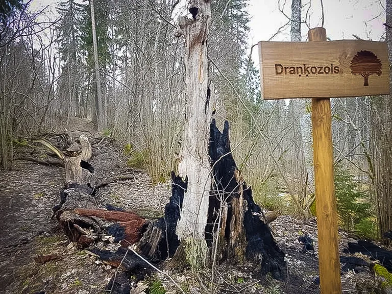 Raksta foto