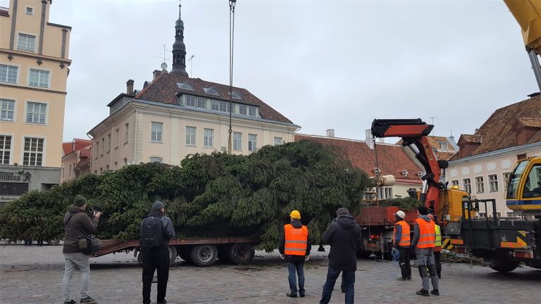 В Таллинне установили рождественскую елку.