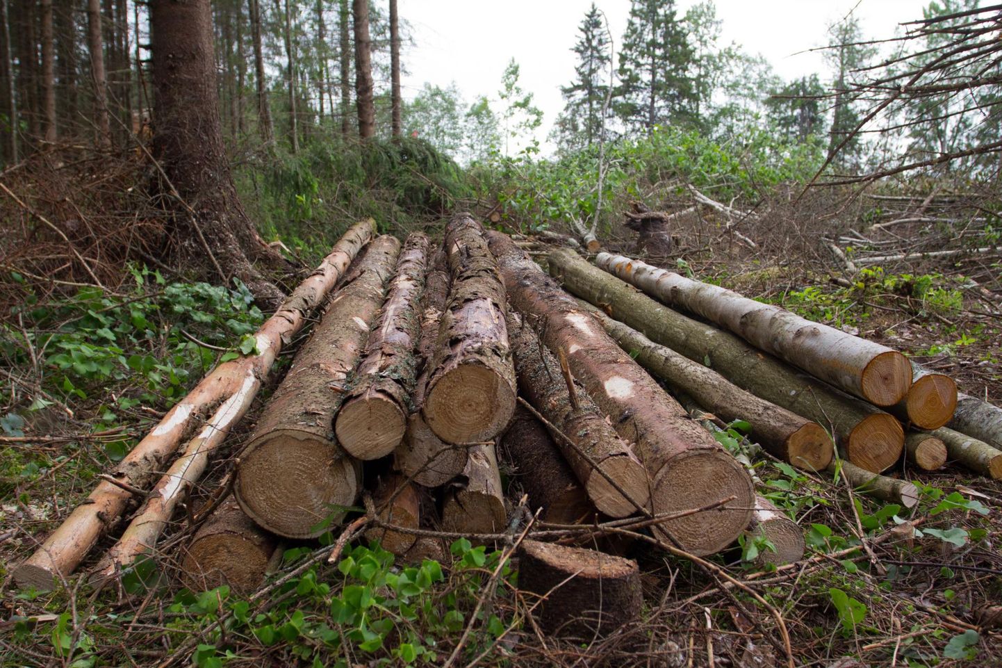 Kui metsatehingute seaduslikkus tekitab kahtlusi, tasub nõu küsida kohalikust metsaühistust.