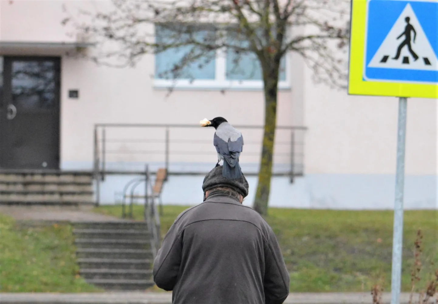 Papiniidu tänaval toitu otsivad varesed ei peljanud nokatäie saamiseks inimesele pähe istuda.