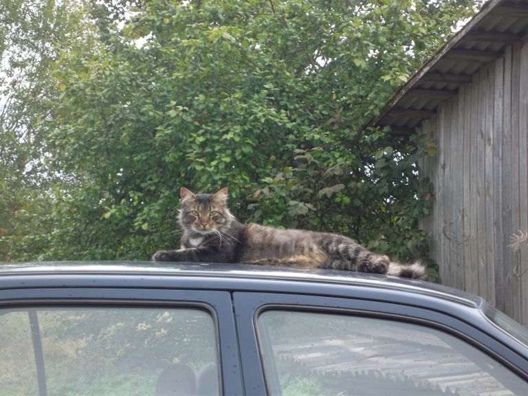 Tiiger armastab autode peale ronida ja päevitada. Foto: