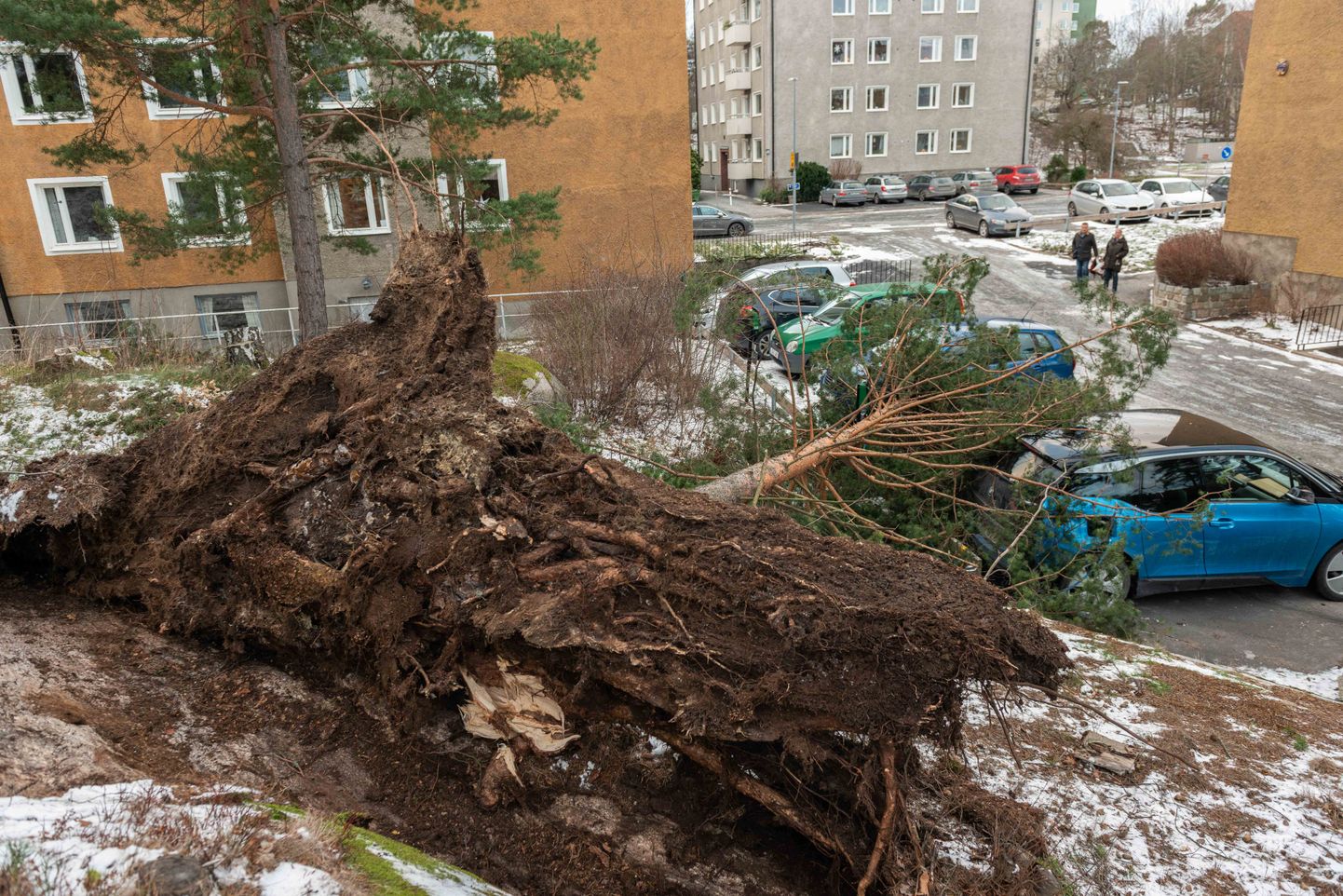 Tormis Alfrida murdunud puu Stockholmis.