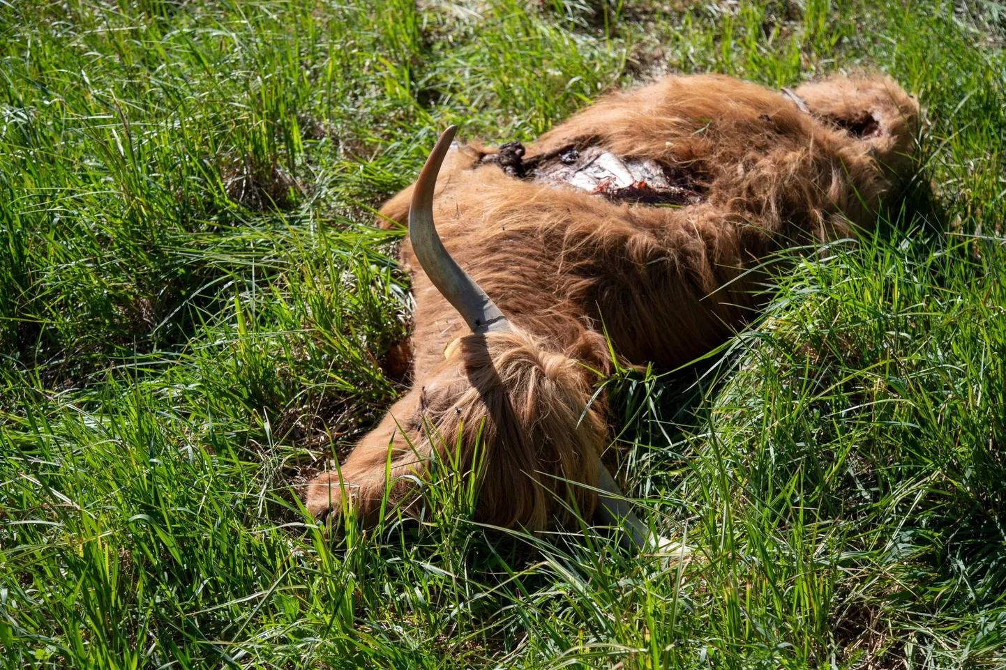 Veisekasvatajale avanes kolmapäeva hommikul Viljandimaal Päidre järve lähedal õõvastav vaatepilt: hundid olid tiine lehma maha murdnud.