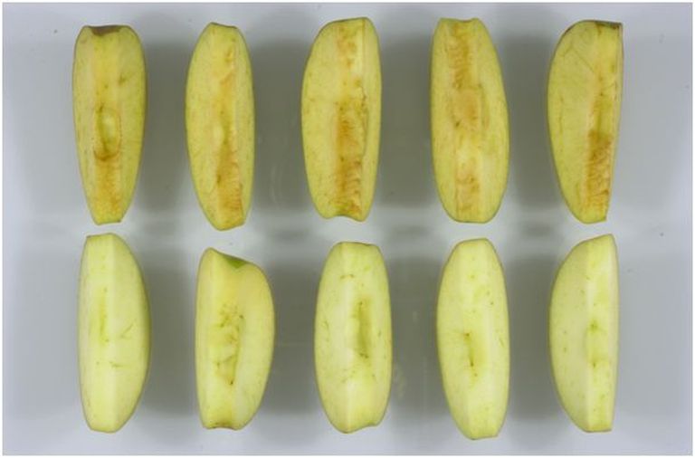 Õun «Arctic Golden» (alumine) on parandatud «Golden Delicious», mille viljad ei pruunistu pärast lõikamist.