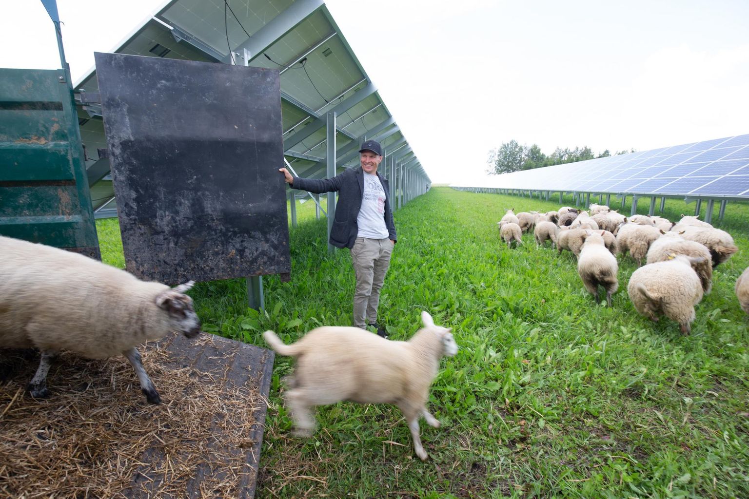 Peaaegu ainus töö, mida päikesejaam omanikult eeldab, on niitmine. Selleks on osa omanikke jaama aia sisse lambad toonud. Pildil tõi oma Viljandimaal asuva päikesepargi alale lambad Mark Orav.