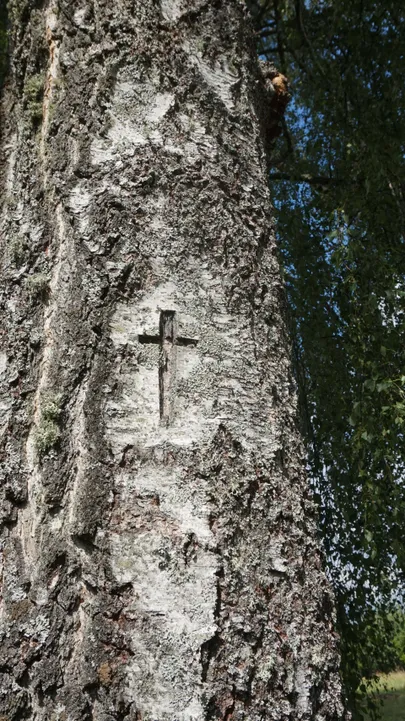 Mullu suvel tehtud pilt Matsi küla ühest ristipuust.