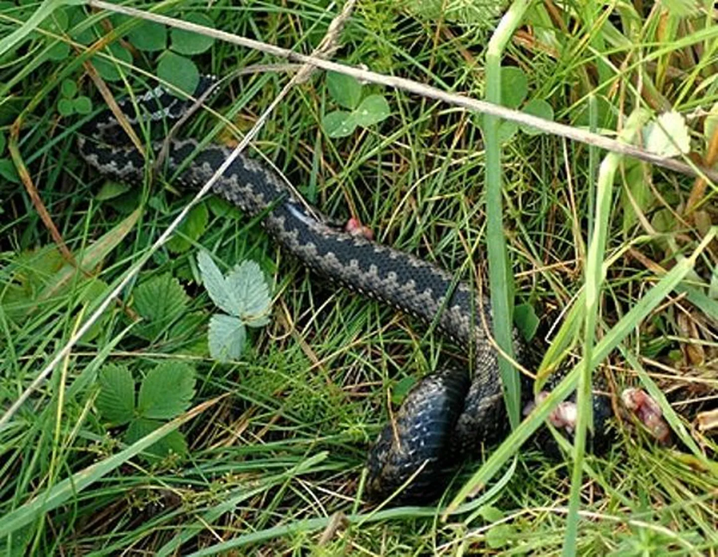 Rästik pärast poisi jala küljest ära võtmist.