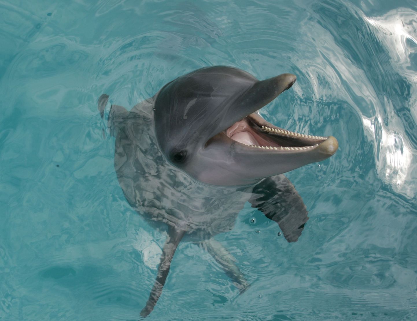 Delfiin Winter