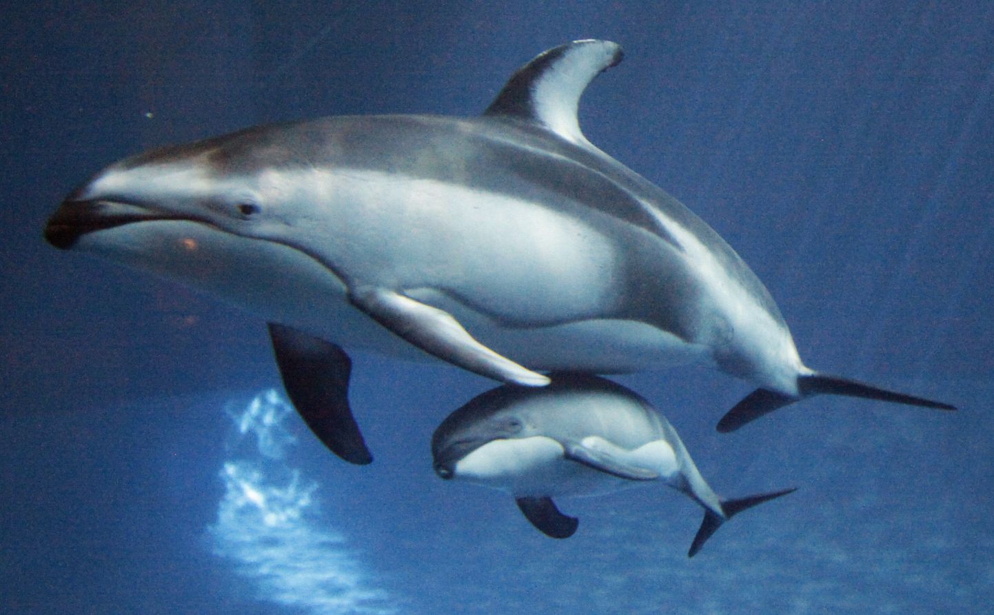 Дельфины-белобочки.