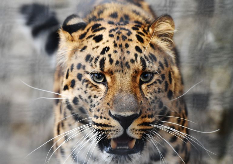Moskva loomaaias elav Amuuri leopard. Natalia Seliverstova/Sputnik/Scanpix