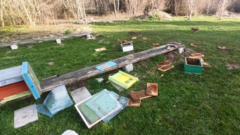 FOTOD JA VIDEO ⟩ Mesinikule avanes õudne vaatepilt: rüüstatud tarud ja hinge vaakuvad mesilased