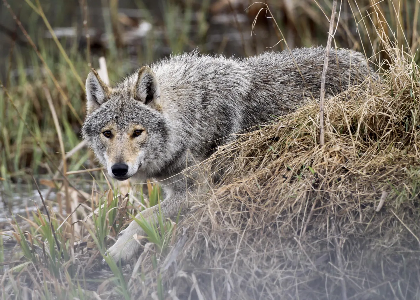 Seda, kui palju Viljandimaal hunte elab, on raske öelda, sest iga karja territoorium hõlmab tavaliselt mitut maakonda. Foto on tehtud Alaveski loomapargis.