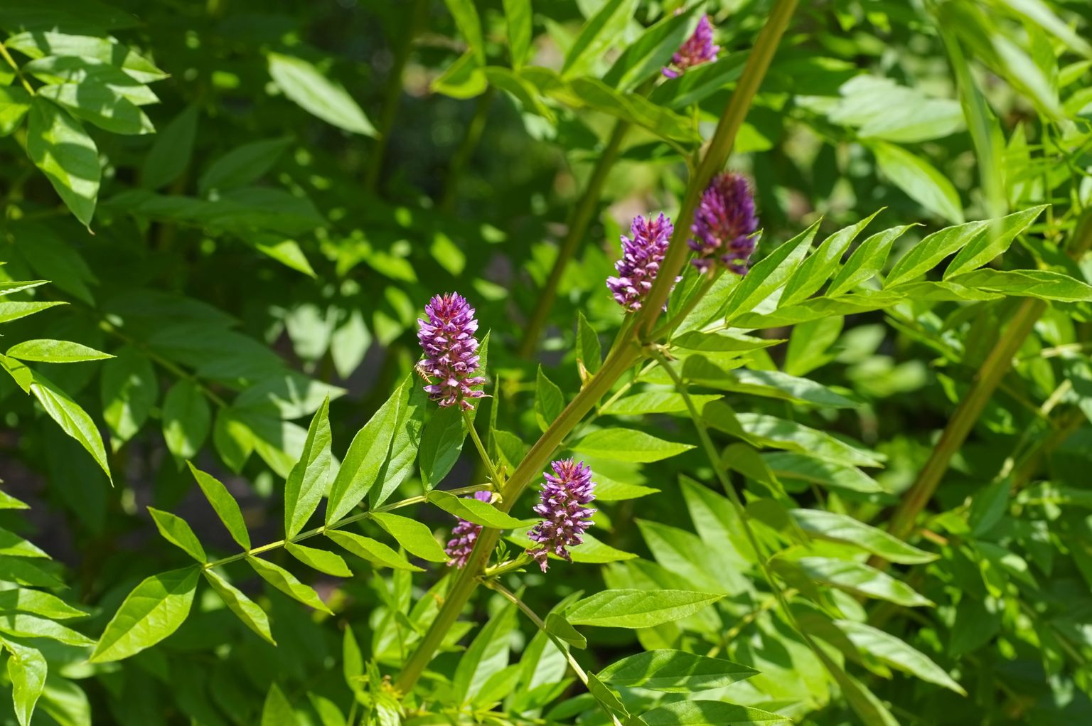 Lagritsa-magusjuur õitseb juulis-augustis kahvatuvioletset kuni violetset värvi õitega. 