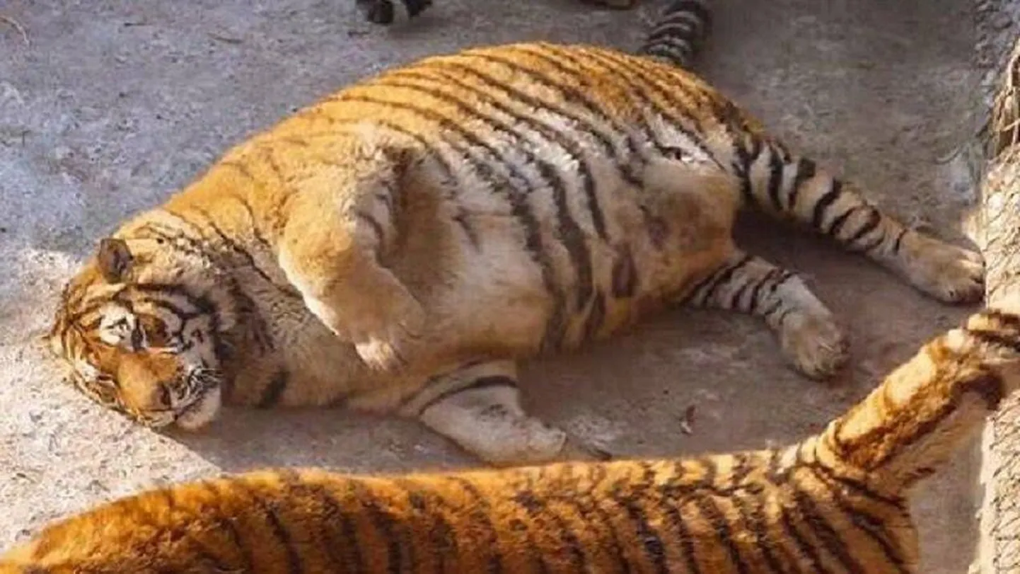 Ülekaaluline tiiger.