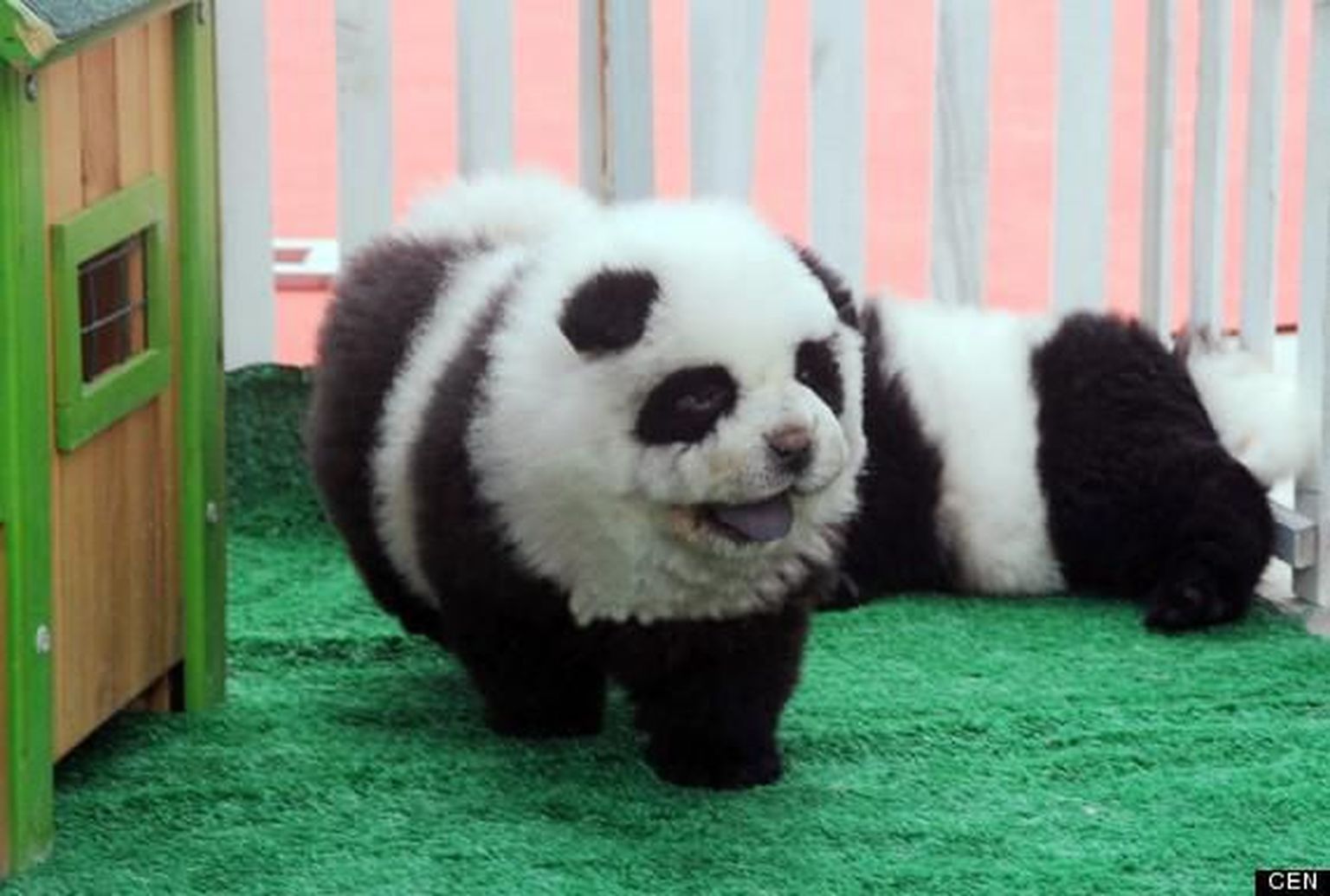 В Италии владельцы цирка выдавали раскрашенных собак за редких панд