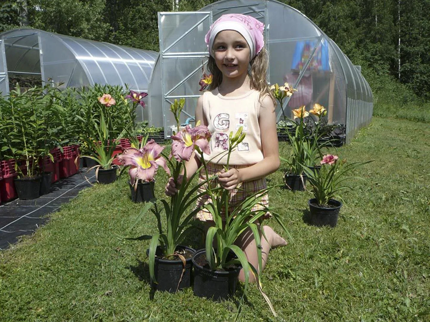 Nõrga talu seitsmeaastase peretütre Annabeli ilu täiendavad päevaliiliad suurepäraselt. Ta andis hiljuti ka ETV saatele «Sõida maale» nende lillede kohta põhjaliku intervjuu.