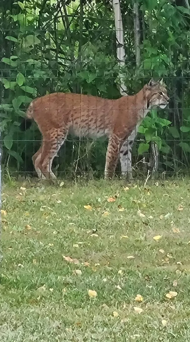 Ilves Pärnumaal.